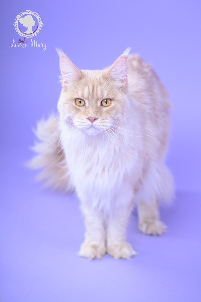Photo animal