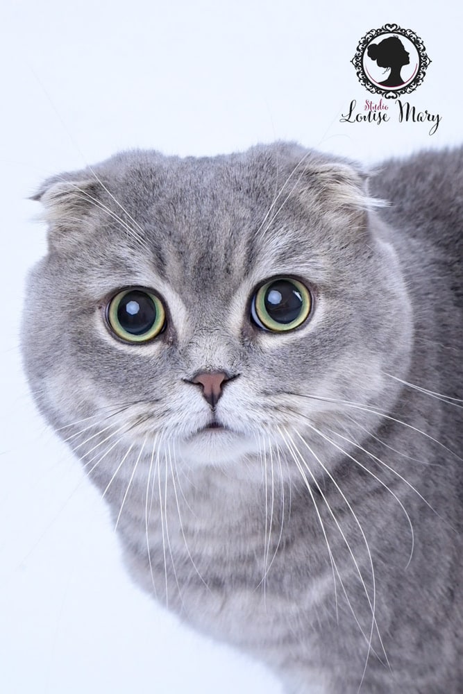 Photo animal
