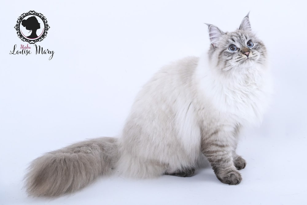 Photo animal