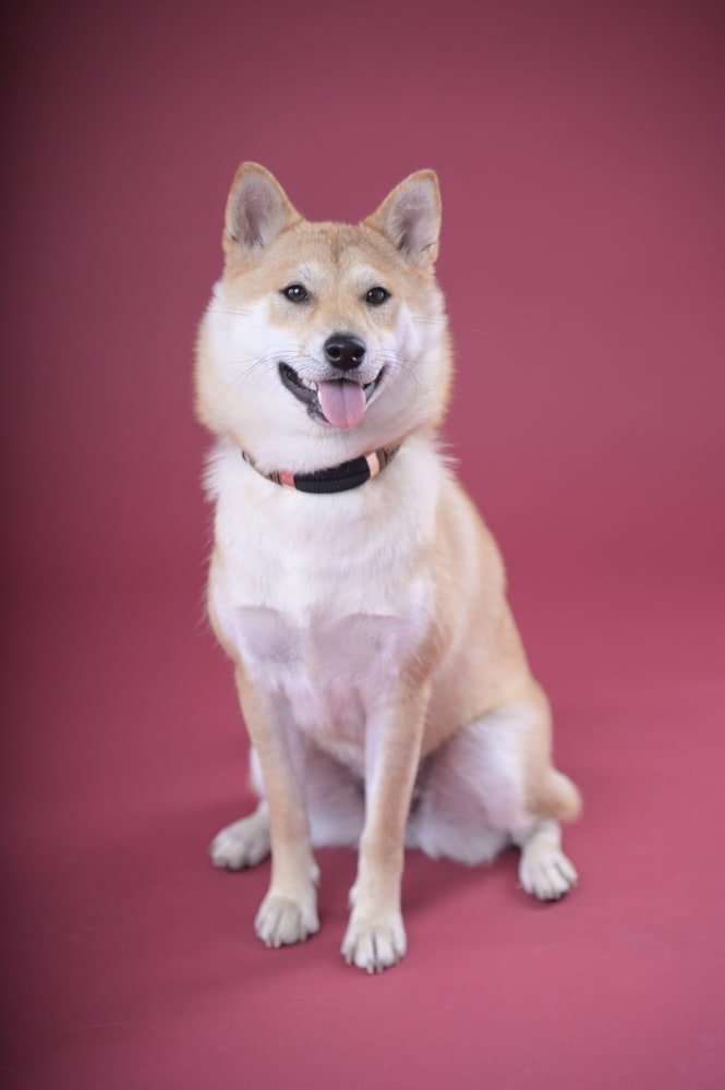 Photo animal